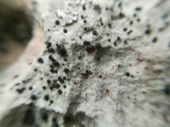 Buellia trachyspora image