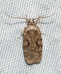 Agonopterix curvilineella