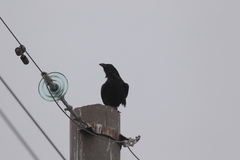 Corvus corax
