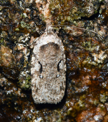 Agonopterix curvilineella