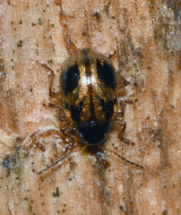 Paria quadrinotata