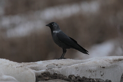 Corvus monedula