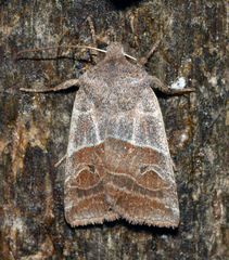 Eupsilia devia