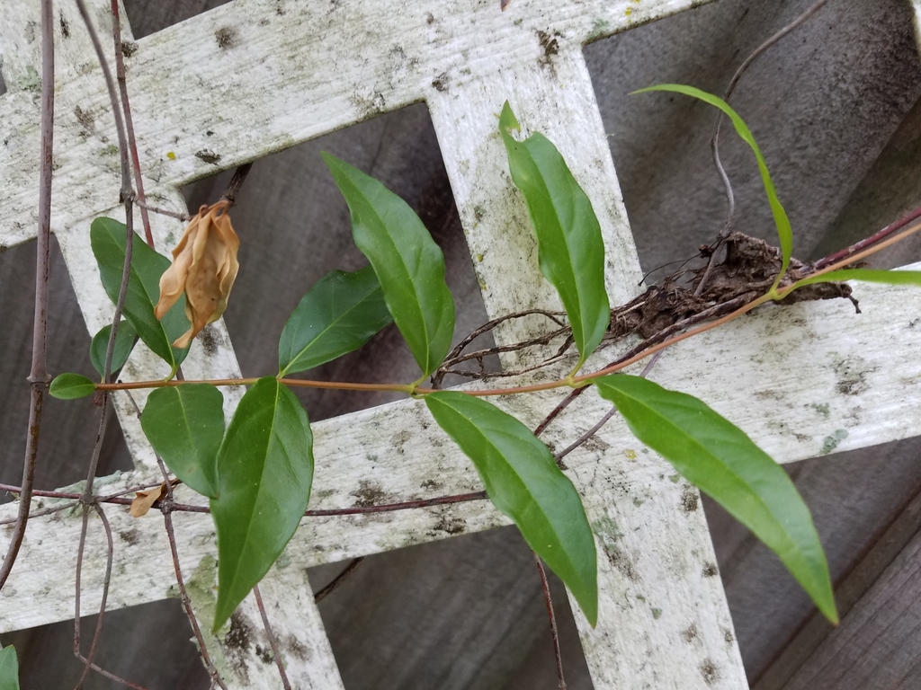 yellow jessamine from Northwood, Gainesville, FL 32605, USA on April 10