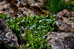 Myosotis rehsteineri