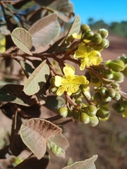 Davilla elliptica