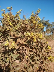 Davilla elliptica