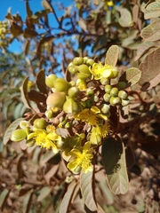 Davilla elliptica
