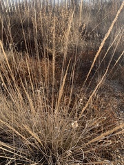 Muhlenbergia lindheimeri