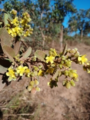 Davilla elliptica