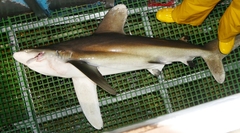 Carcharhinus longimanus