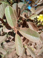 Davilla elliptica
