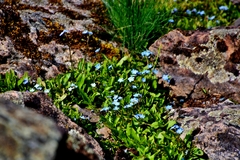 Myosotis rehsteineri