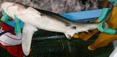 Carcharhinus longimanus