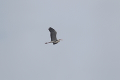 Ardea cinerea