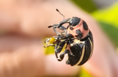 Neodiplogrammus quadrivittatus