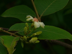 Wrightia arborea