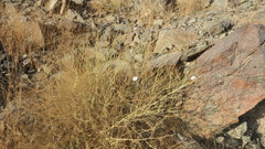 Convolvulus prostratus