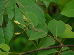 Wrightia arborea
