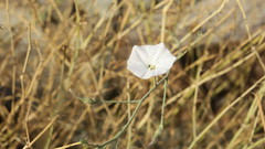 Convolvulus prostratus