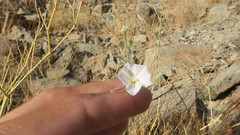 Convolvulus prostratus