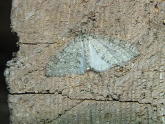 Trichopteryx carpinata