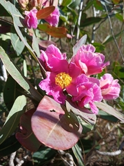 Kielmeyera rubriflora