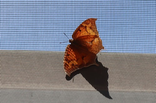 Goatweed Leafwing photo 5