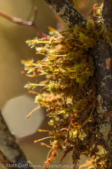 Ulota obtusiuscula