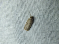 Agonopterix ocellana
