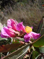 Kielmeyera rubriflora