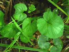 Viola collina