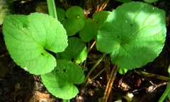 Viola collina