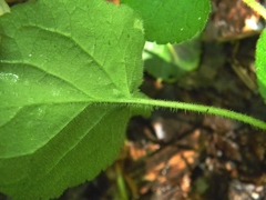 Viola collina