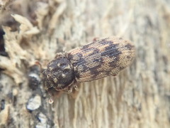 Synchita undata