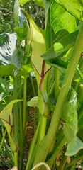 Arum hygrophilum