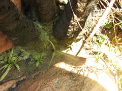 Xerophyta retinervis