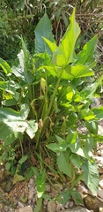 Arum hygrophilum