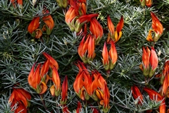 Lotus pyranthus
