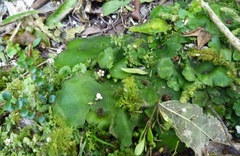 Hymenophyton flabellatum