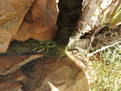 Xerophyta retinervis