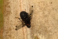Acrostictella parallela