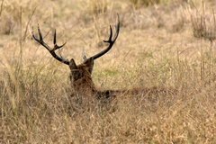 Rucervus duvaucelii branderi
