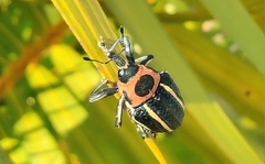 Neodiplogrammus quadrivittatus