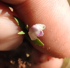 Mimulus gracilis