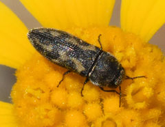 Acmaeodera neglecta neoneglecta