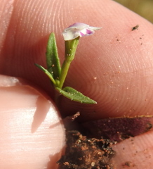 Mimulus gracilis