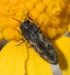 Acmaeodera neglecta neoneglecta