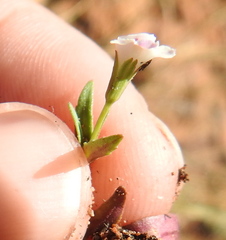 Mimulus gracilis
