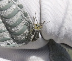 Trirhabda luteocincta